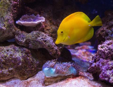 Poisson jaune dans l'aquarium.