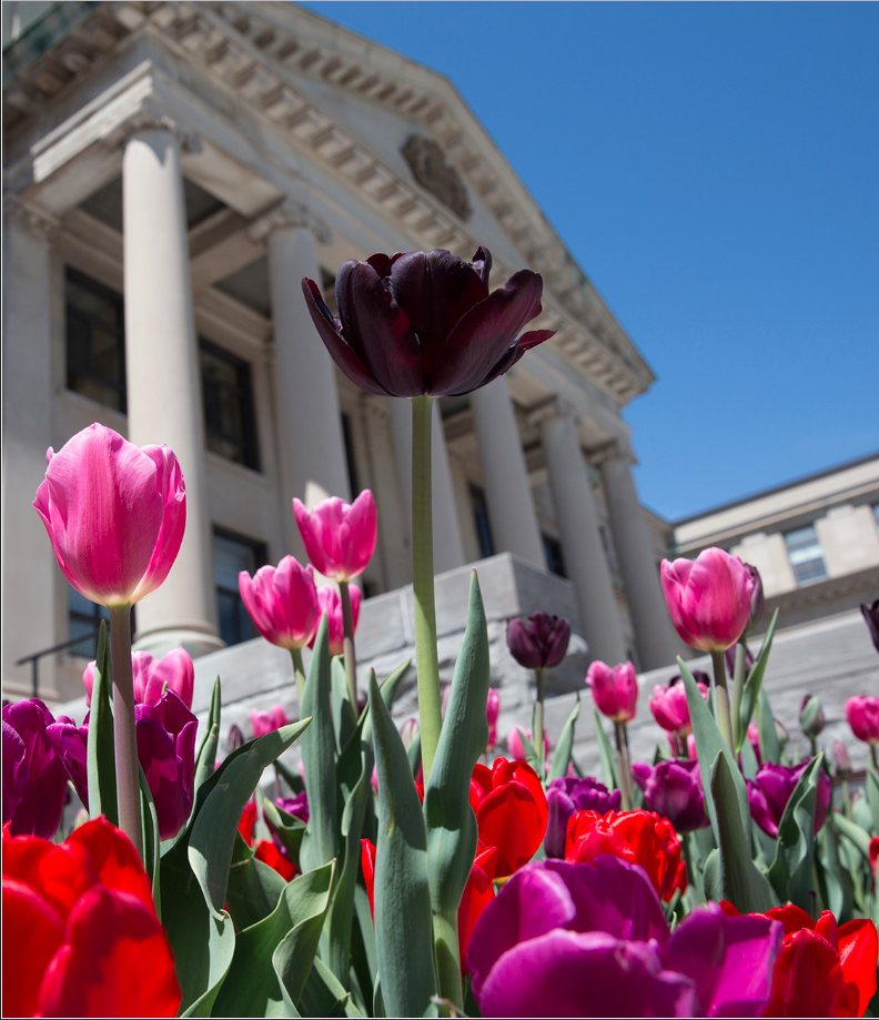 Tulipes devant le pavillon Tabaret