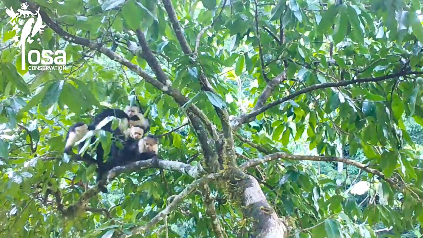Les singes capucins frotter leur fourrure avec le fruit du Pleodendron costaricense