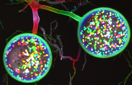 Image au microscope fluorescent de champignons mycorhiziens arbusculaires (AMF). Deux grosses spores lumineuses présentent des milliers de noyaux provenant de deux génotypes différents au sein d'une seule cellule, mettant en évidence la structure génétique unique de ces champignons. De délicats filaments fongiques ramifiés s'étendent en arrière-plan. (photo de Vasilis Kokkoris)