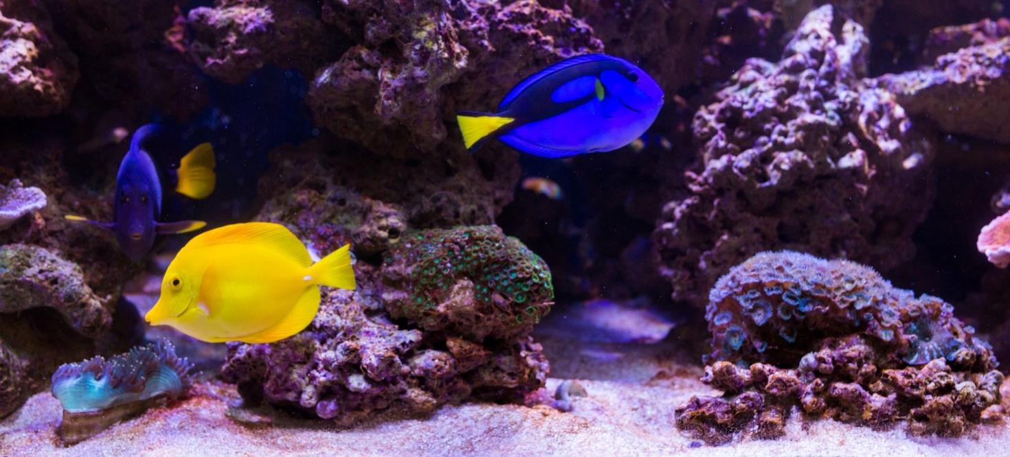 Poisson jaune dans l'aquarium.