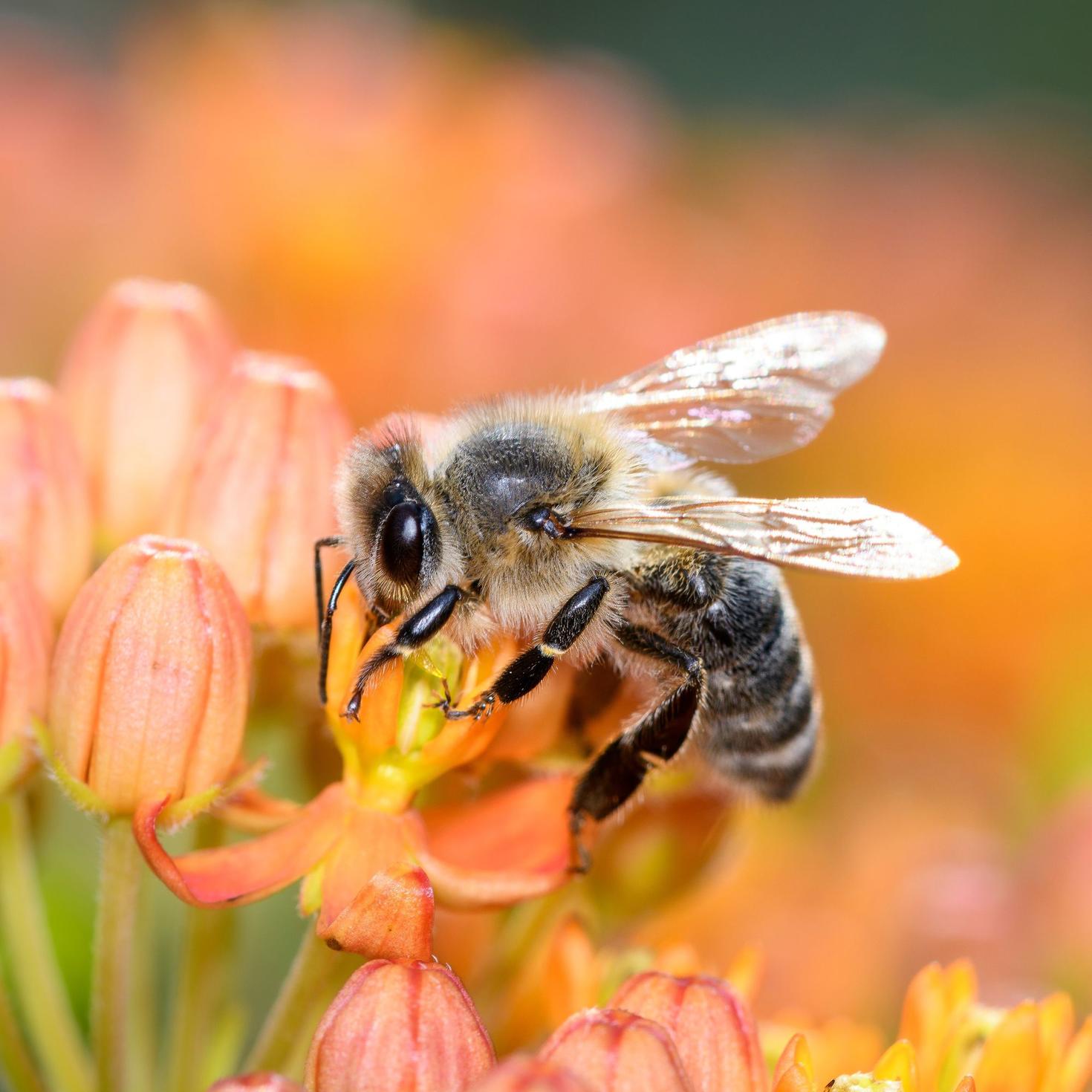 Gros plan sur une abeille posée sur une fleur orange
