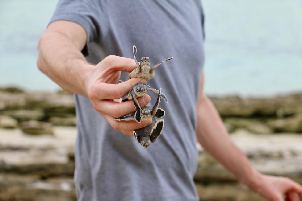Le professeur Matthew Pamenter tenant des bébés tortues de mer entre ses doigts