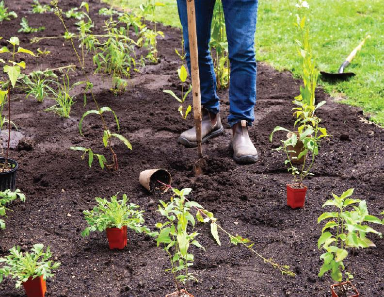 Planter des fleurs indigènes.