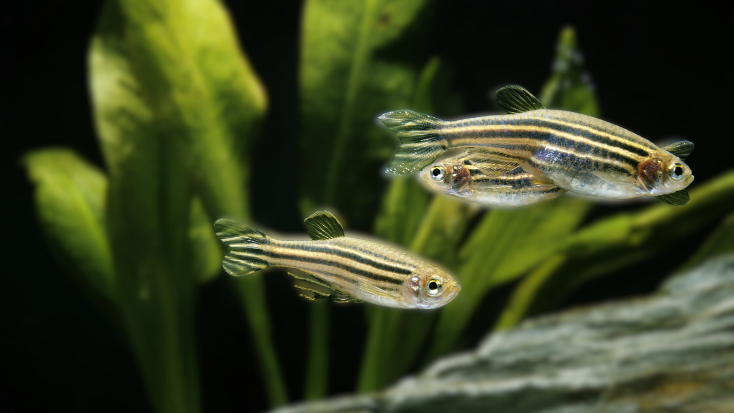 Groupe de poissons zèbres dans leur habitat naturel