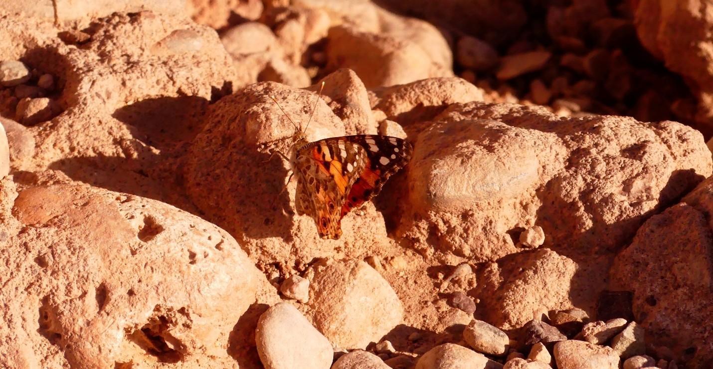 Gros plan sur un papillon Belle-Dame. 