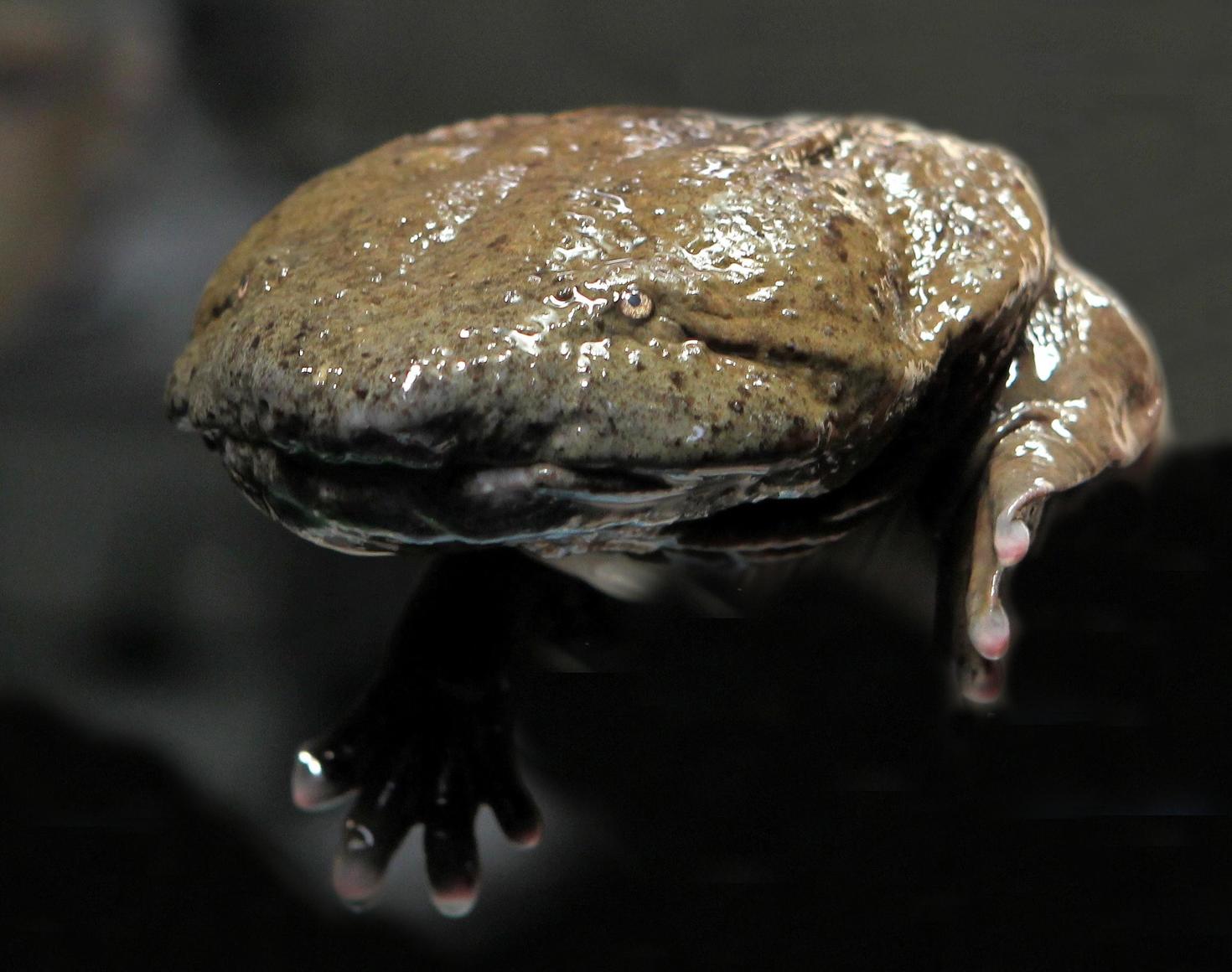 Hellbender -Cryptobranchus alleganiensis