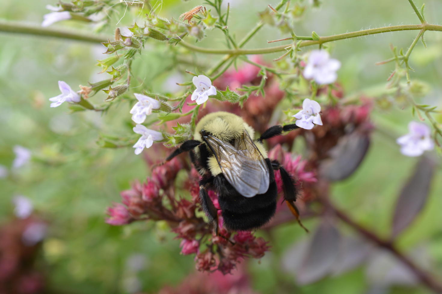 Une reine bourdon (Bombus impatiens) en quête de nourriture pour accumuler des réserves d’énergie en vue de sa diapause hivernale.