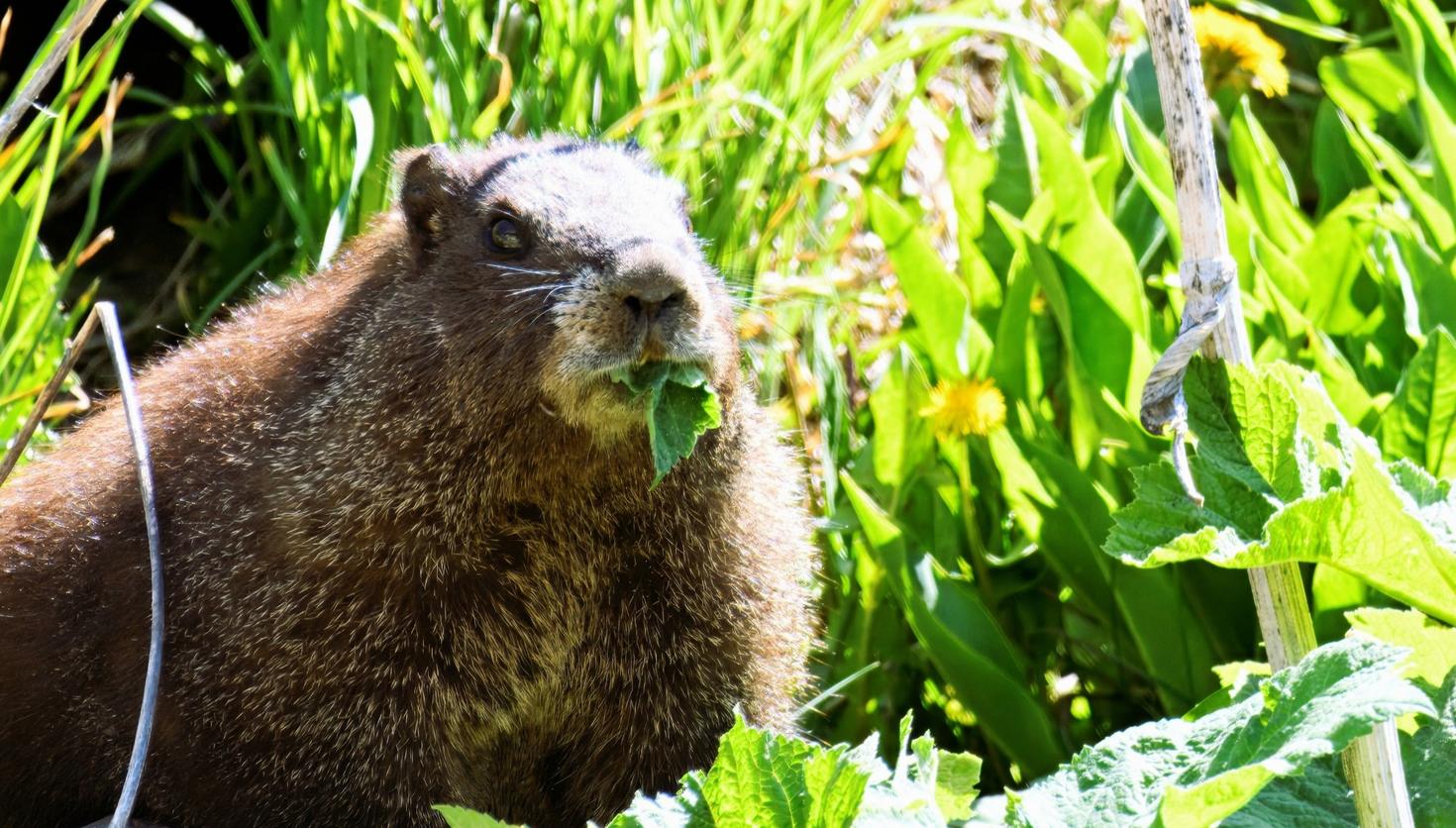 Une marmotte en train de manger des feuilles dans son habitat naturel. 