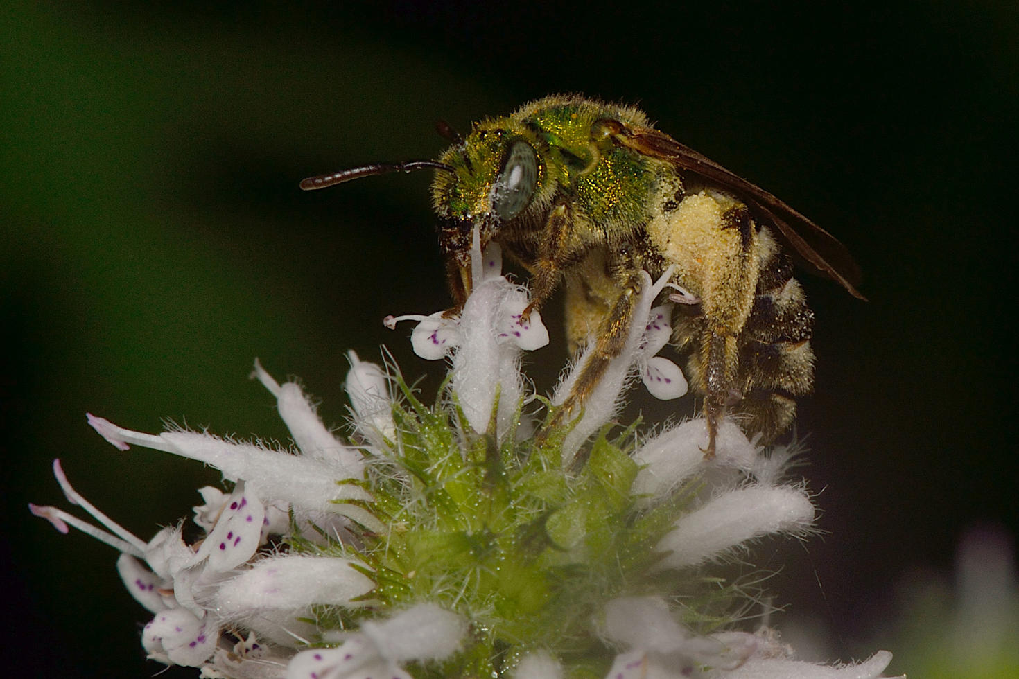 Abeille verte bicolore (Agapostemon virescens) – Photo : Gil Miranda