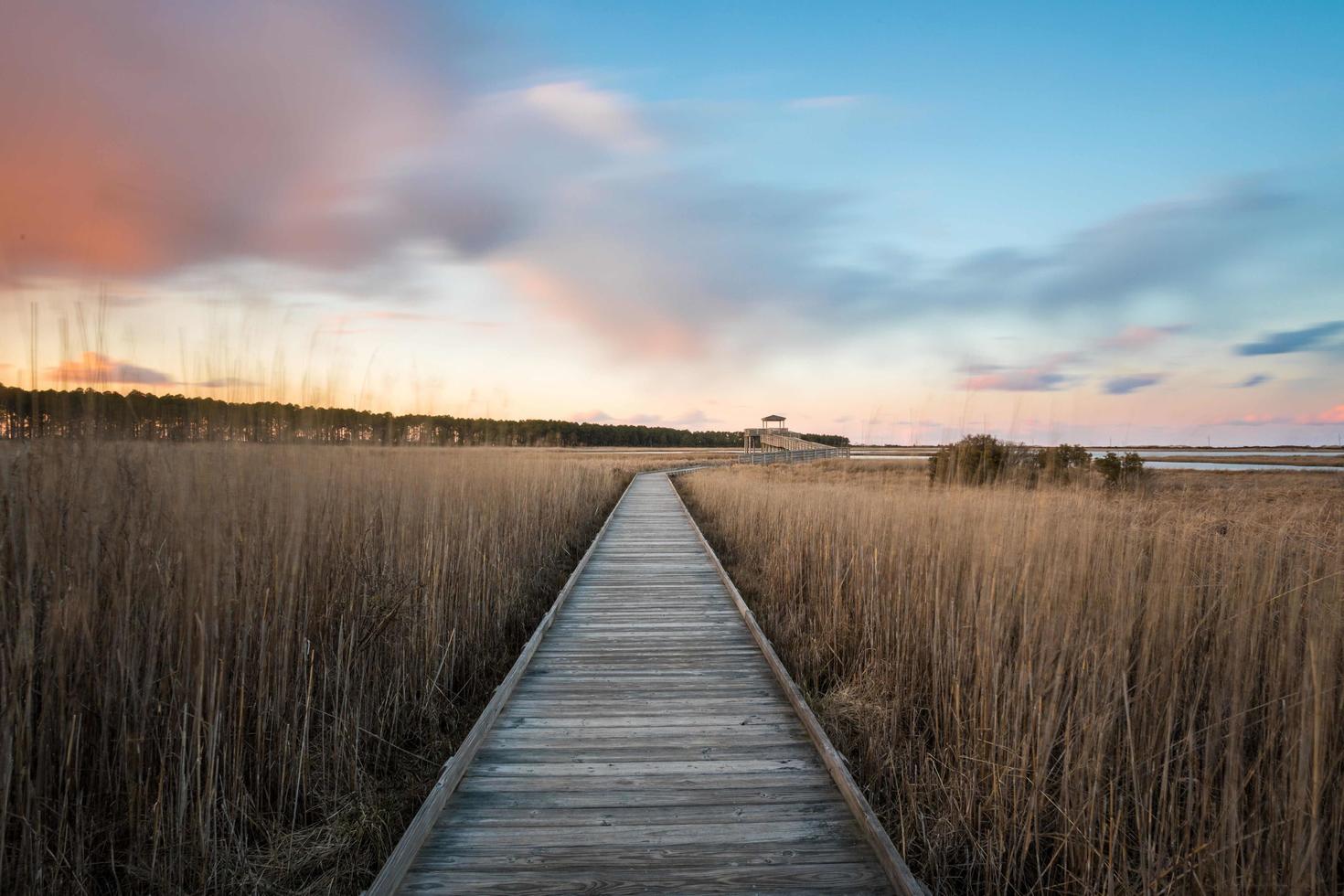 Wetlands, wooden walkway