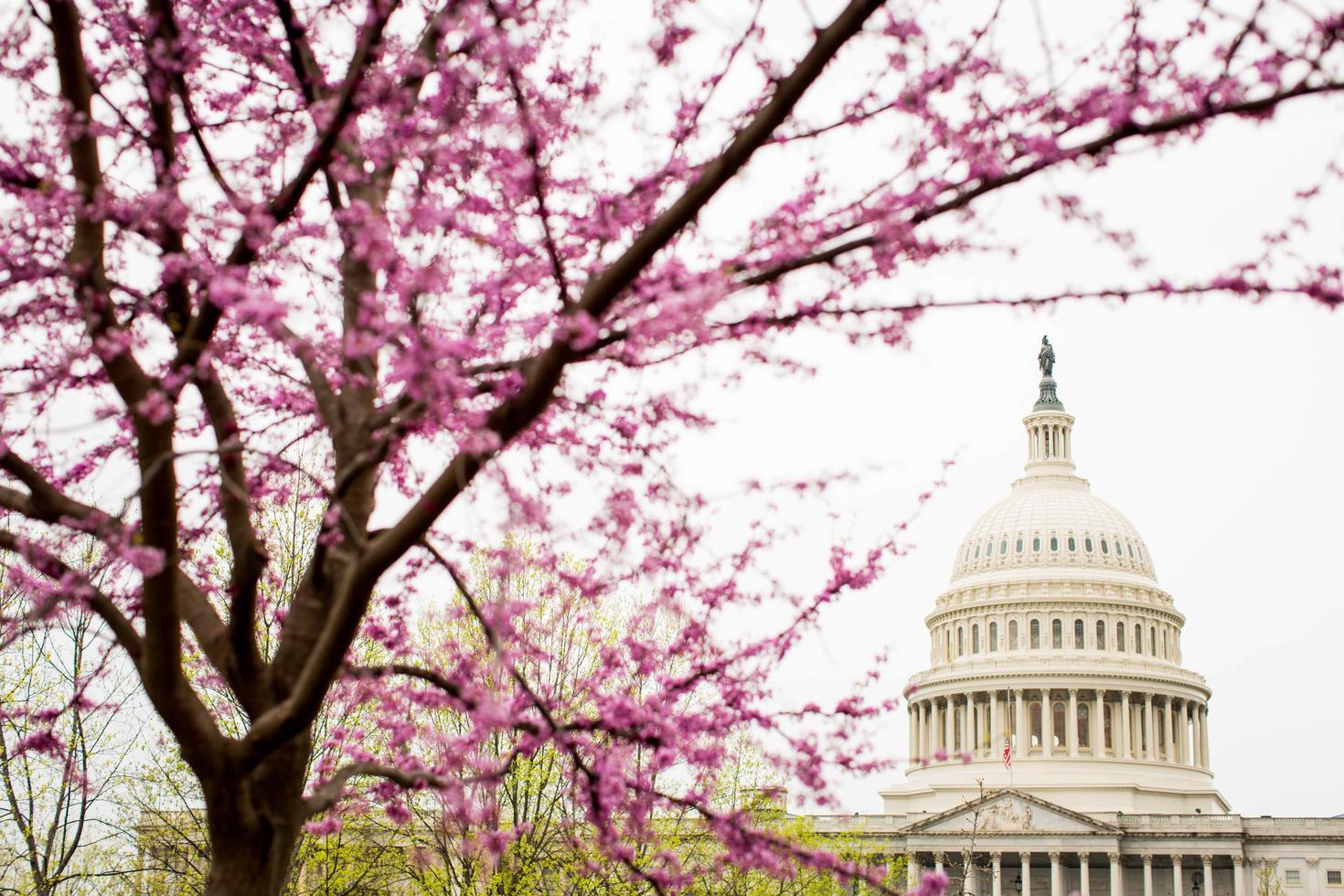 Cherry blossoms blooming on a tree.
