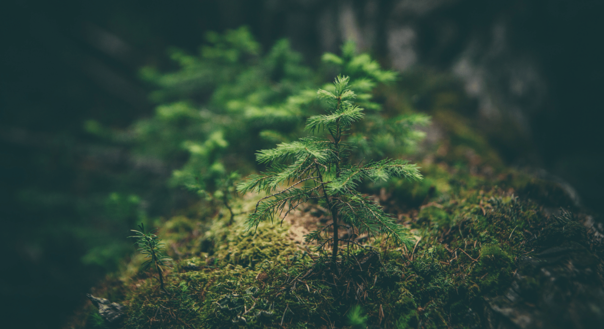Young sapling