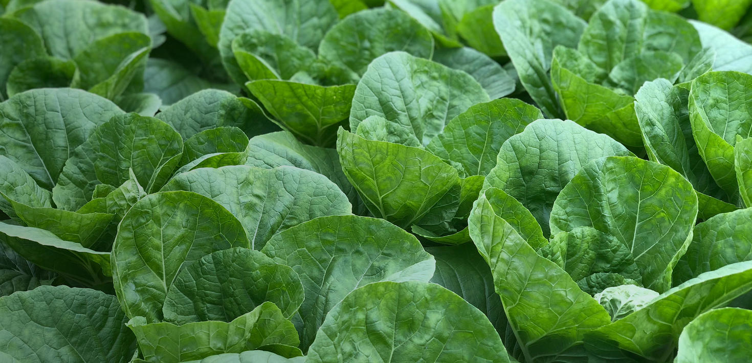 Lettuce
