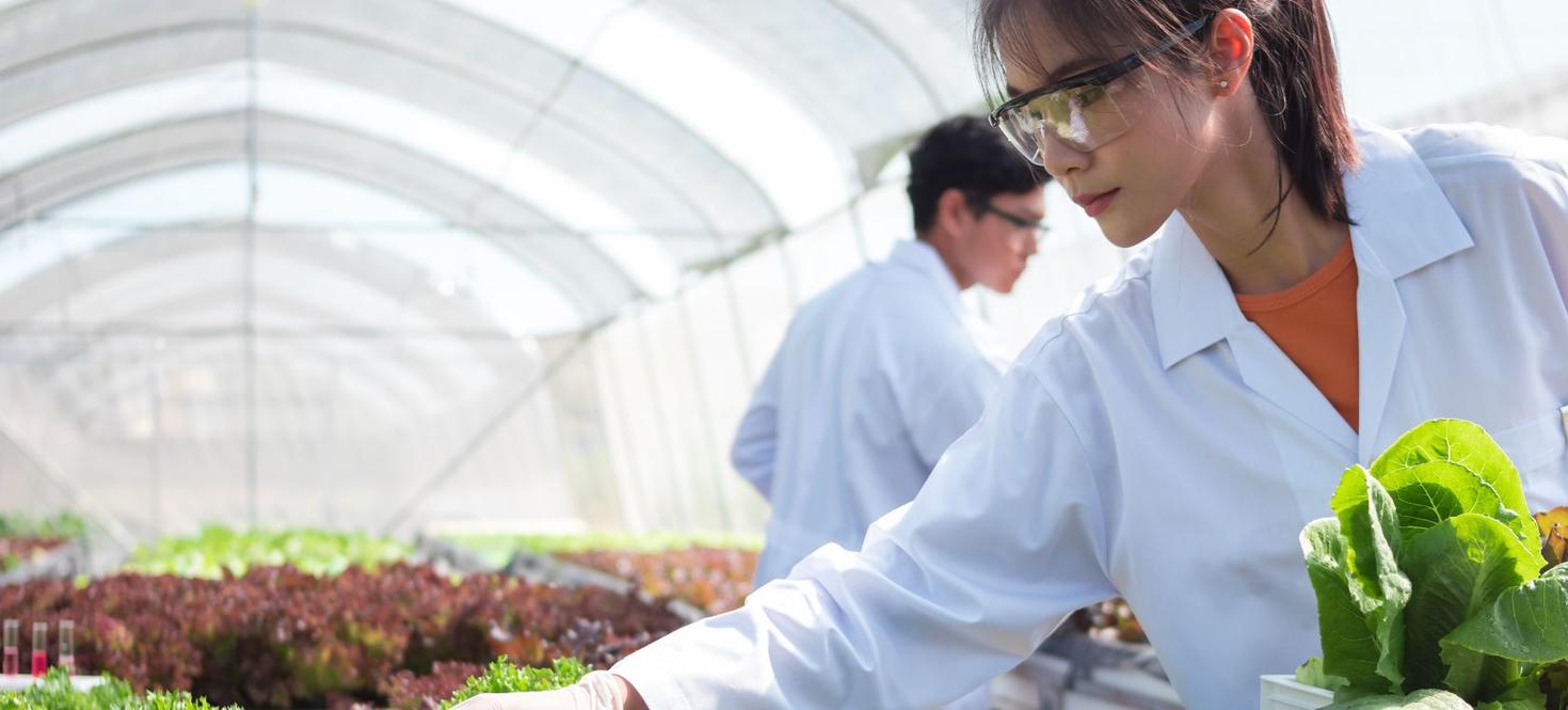 A woman picks lettuce in a greenhouse lab