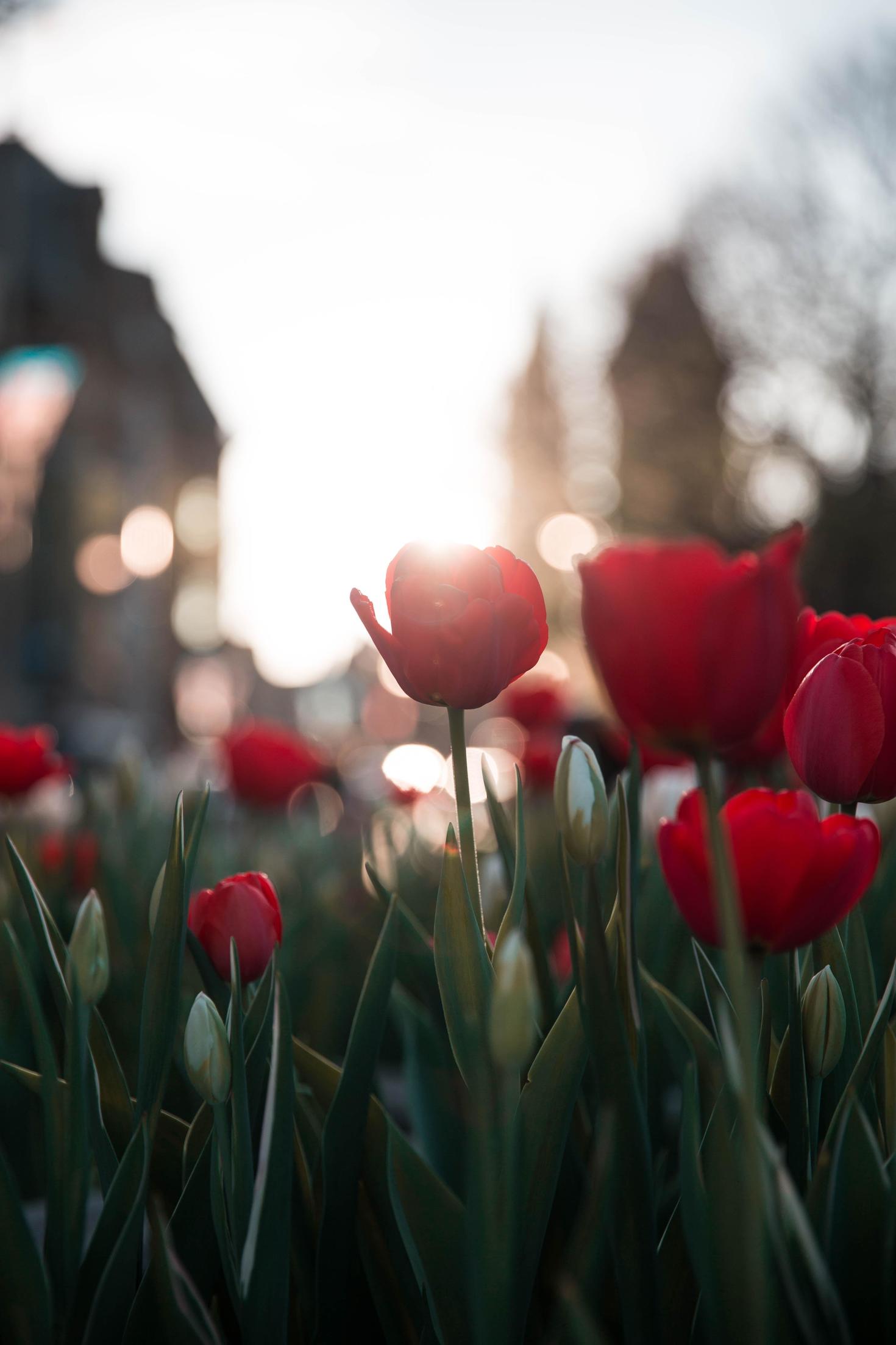 Red tulip blossom