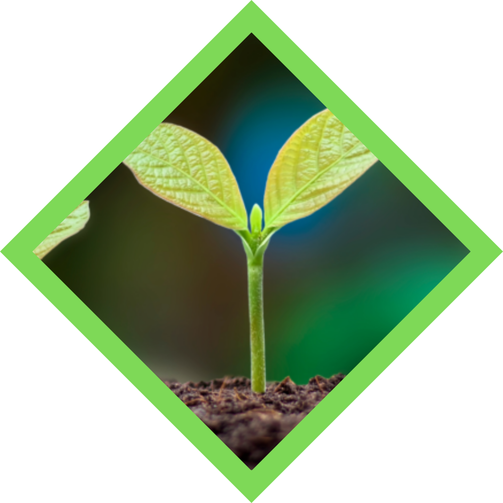Environmental Law
