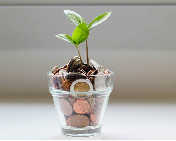 Plant in pot of money