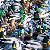 ducks