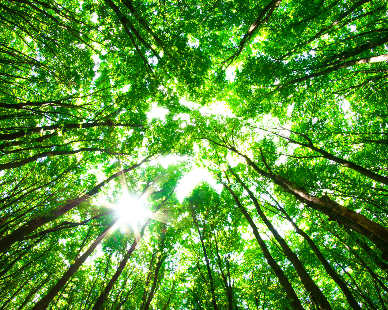 forest