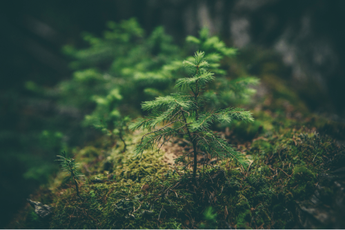 Intervenor Status Granted: Friends of the Earth