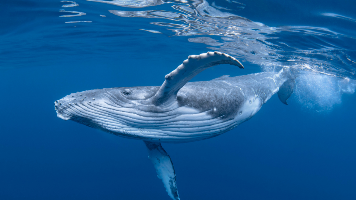 humpback whale in ocean
