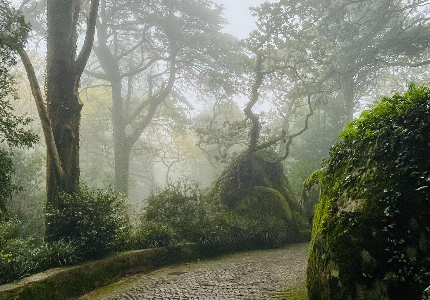 Path in forest