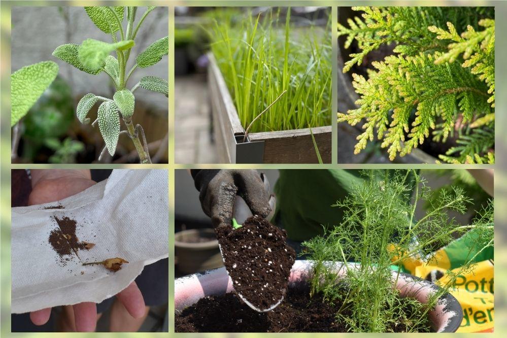 Sage, sweetgrass, and cedar growing in pots. A hand holds seeds for tobacco.