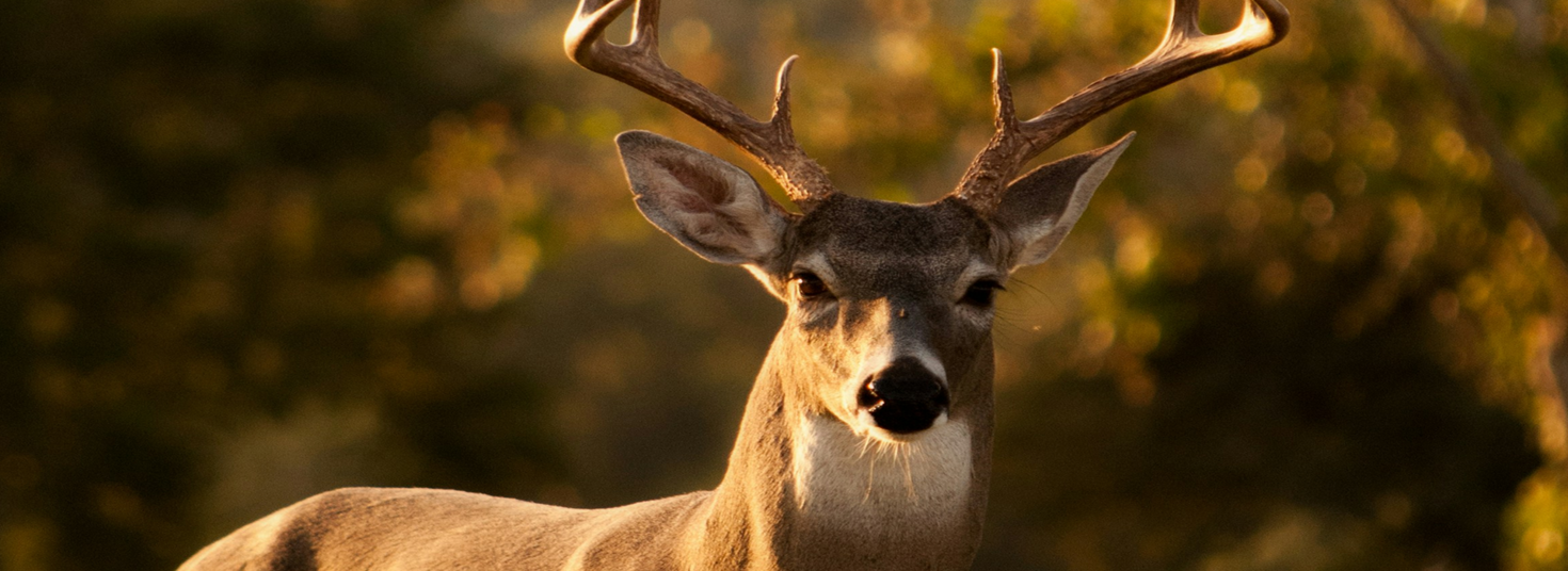 deer