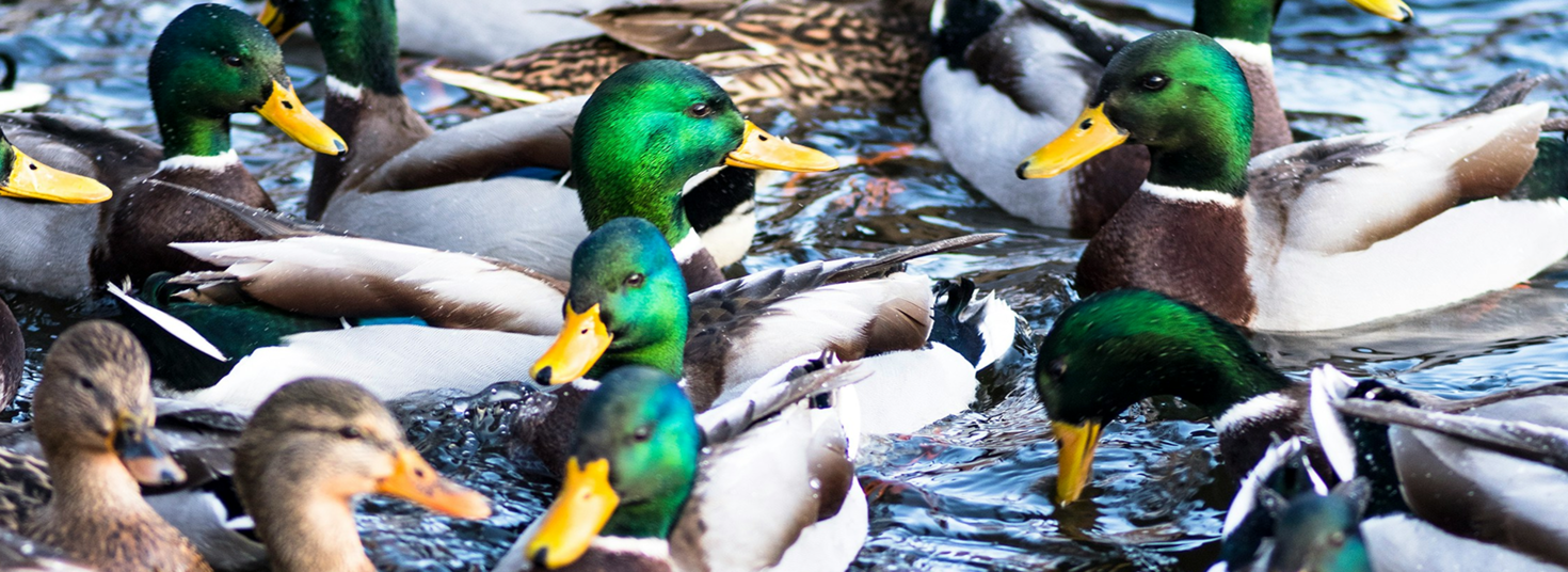 ducks