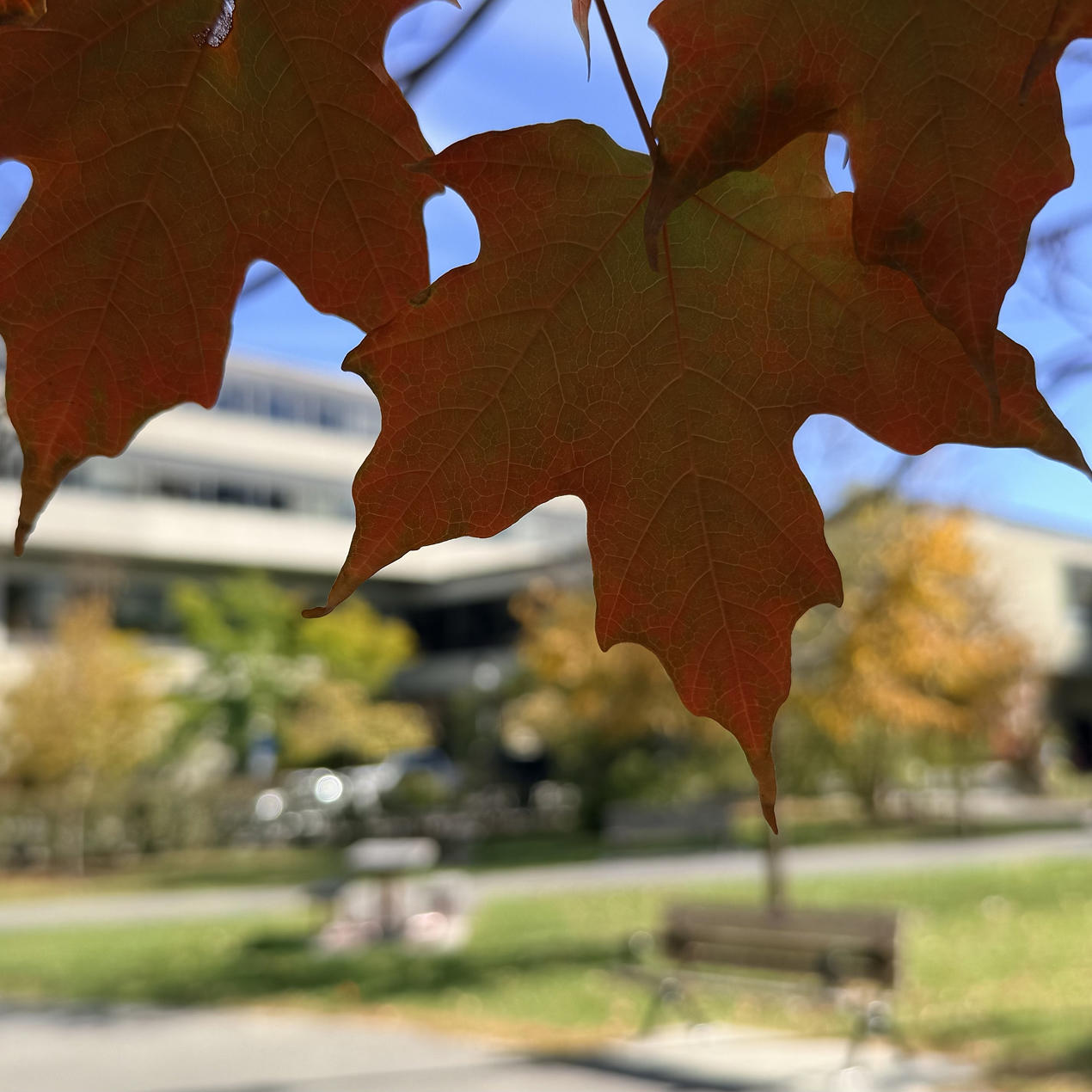 leafs