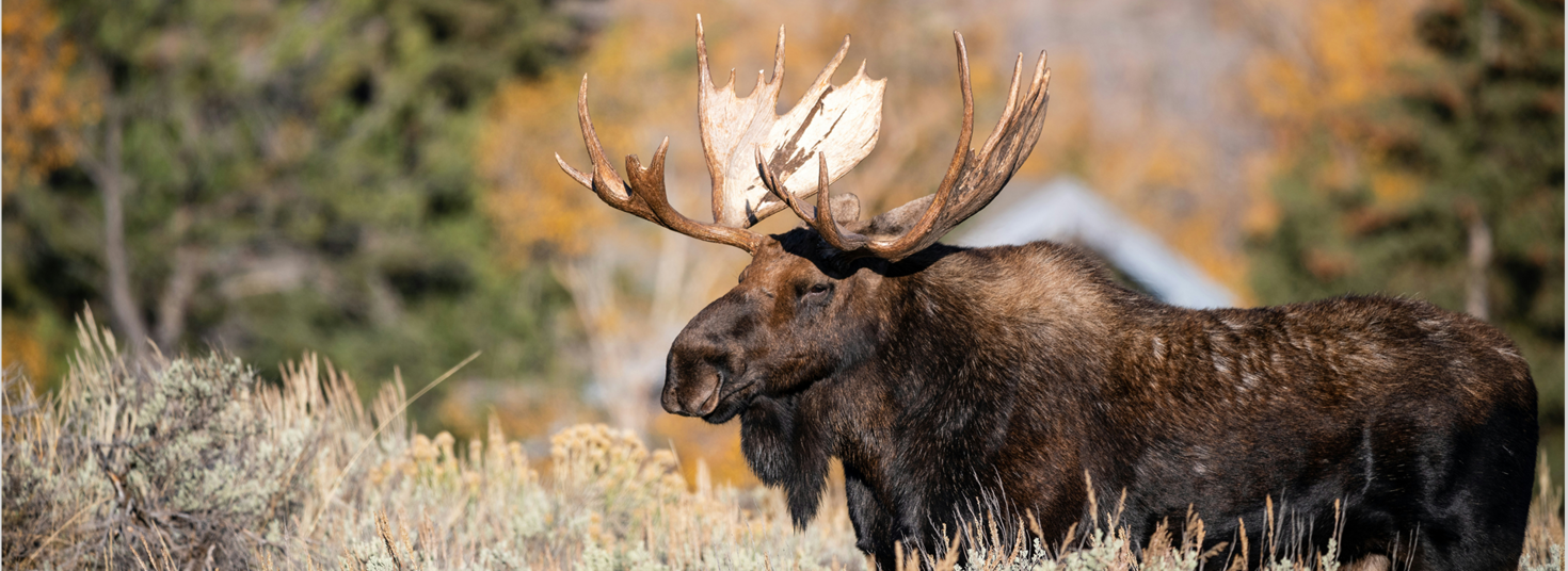 moose