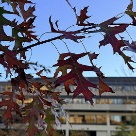 Leafs in front of FTX