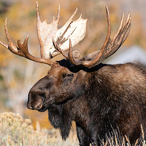Moose in nature