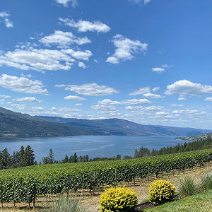 Vineyard with lake