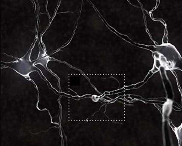 Chemical neurotransmission occurs at the synapse.