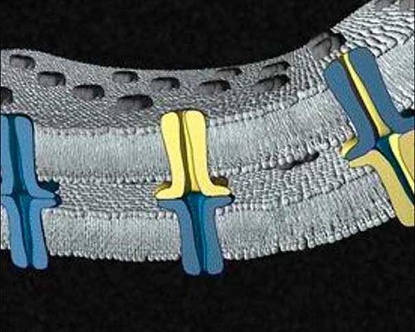 Axial alignment of compatible Cx connexons generate homotypic, heterotypic, and heteromeric.