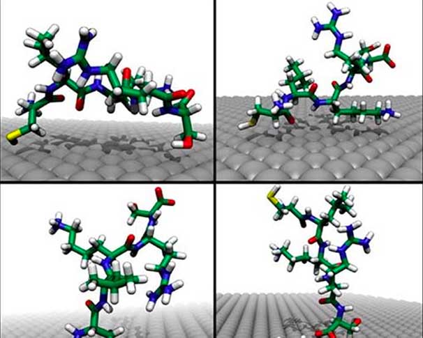 Typical conformations of peptide CLKRS.