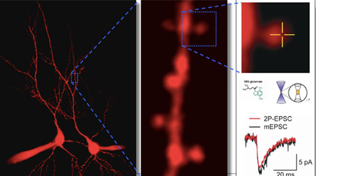 Cellular and Molecular Neuroscience