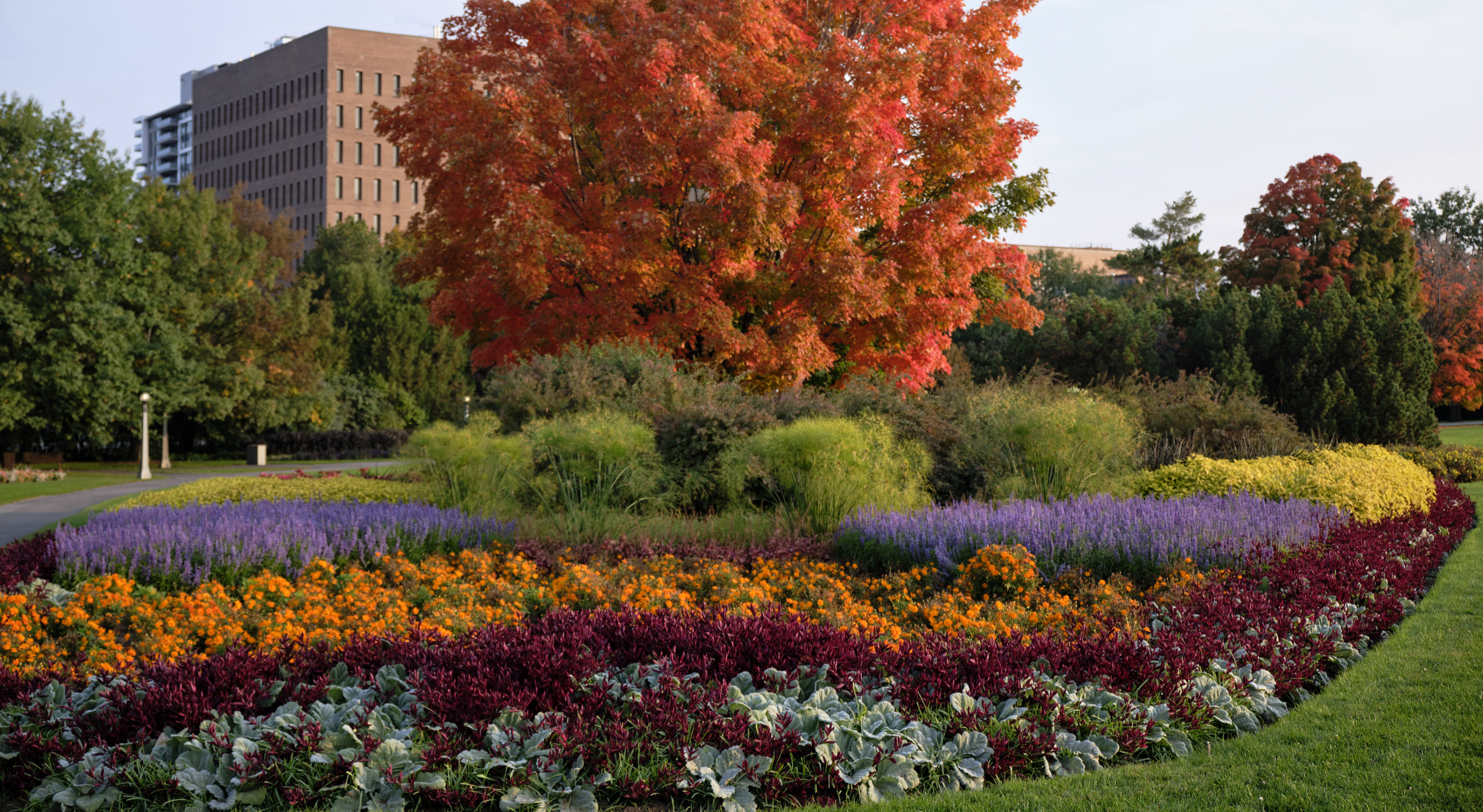 Tree in bright orange autumn foliage behind a colourful garden of flowers in park