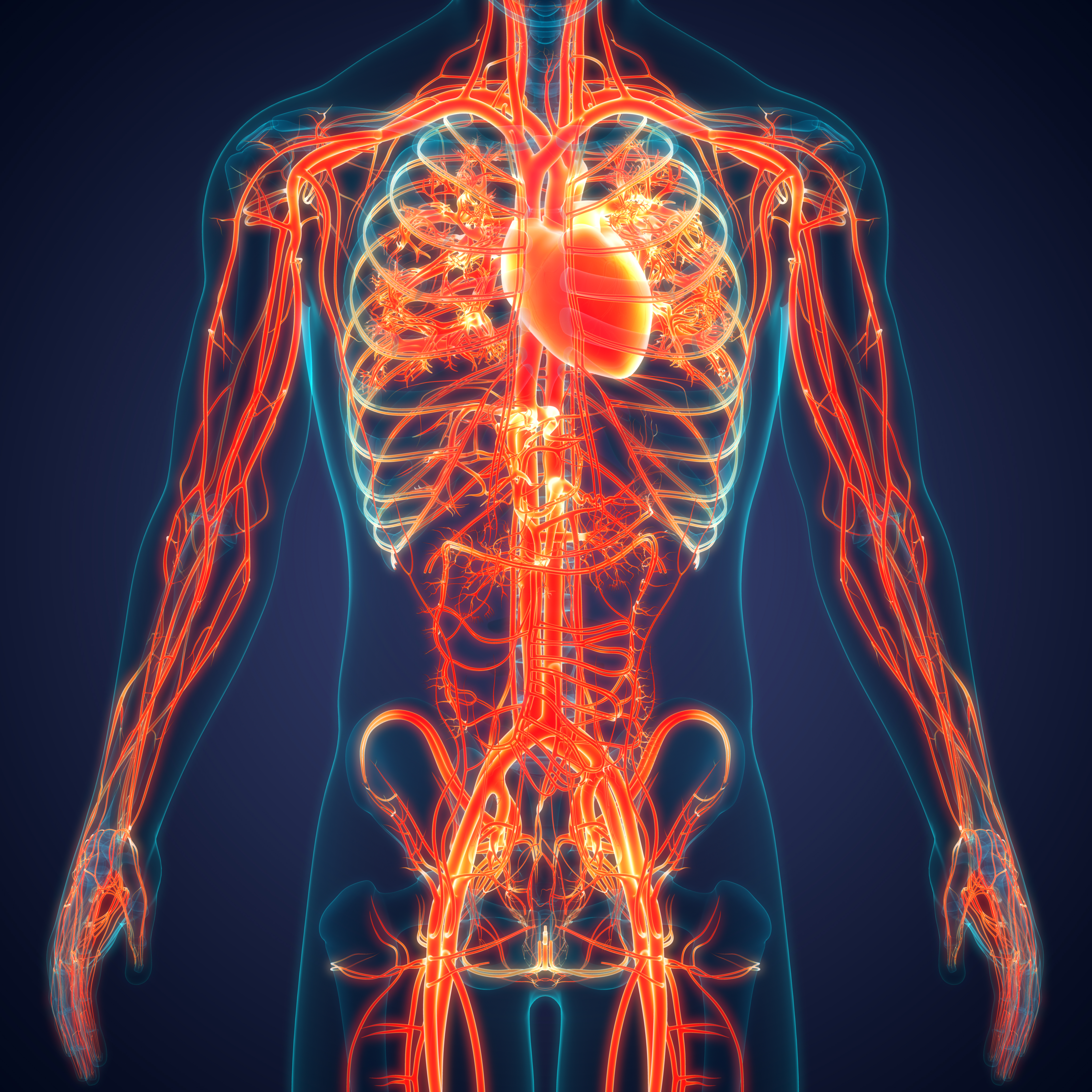 Illustration of cardiovascular system