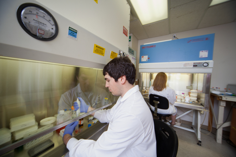 Researchers working in biosafety cabinets