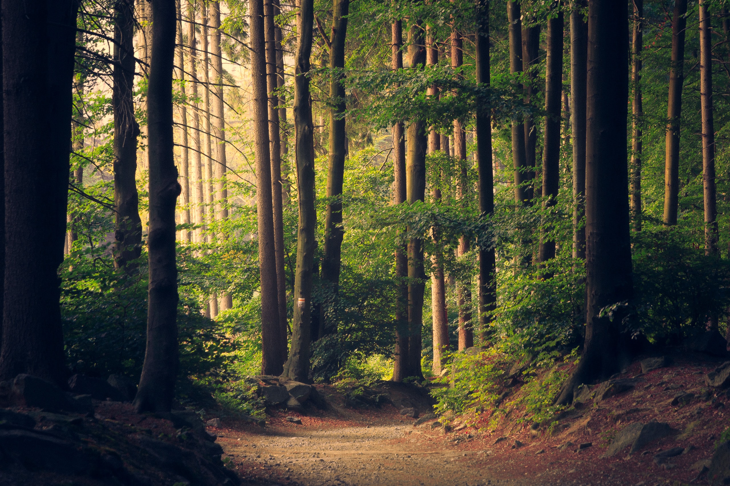 A summer evening in a forest representing growth and renewal.