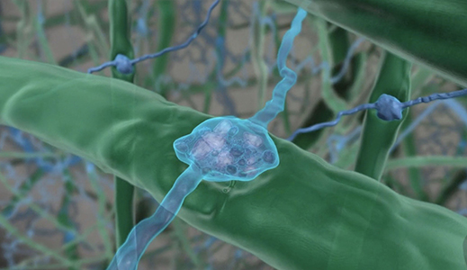 Microscopic view of a neuron.