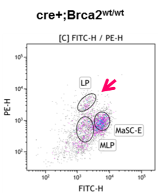 Fluorescence-activated cell sorting of mouse mammary stem and progenitor cells