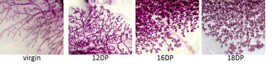 Analysis of the mouse mammary gland as a whole mount in virgin mice and as a function of the number of days of gestation.