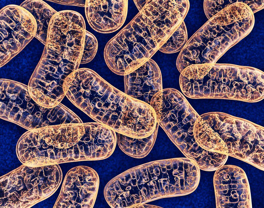 Microscopic shot of Mitochondria