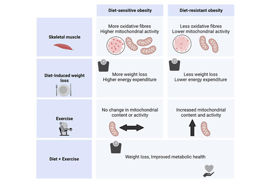 Diet and excercise diagram for obesity phenotypes