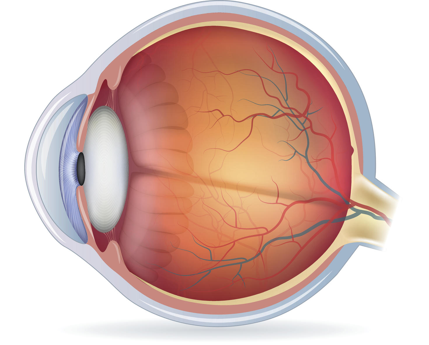 An animated image of the eye and its structure