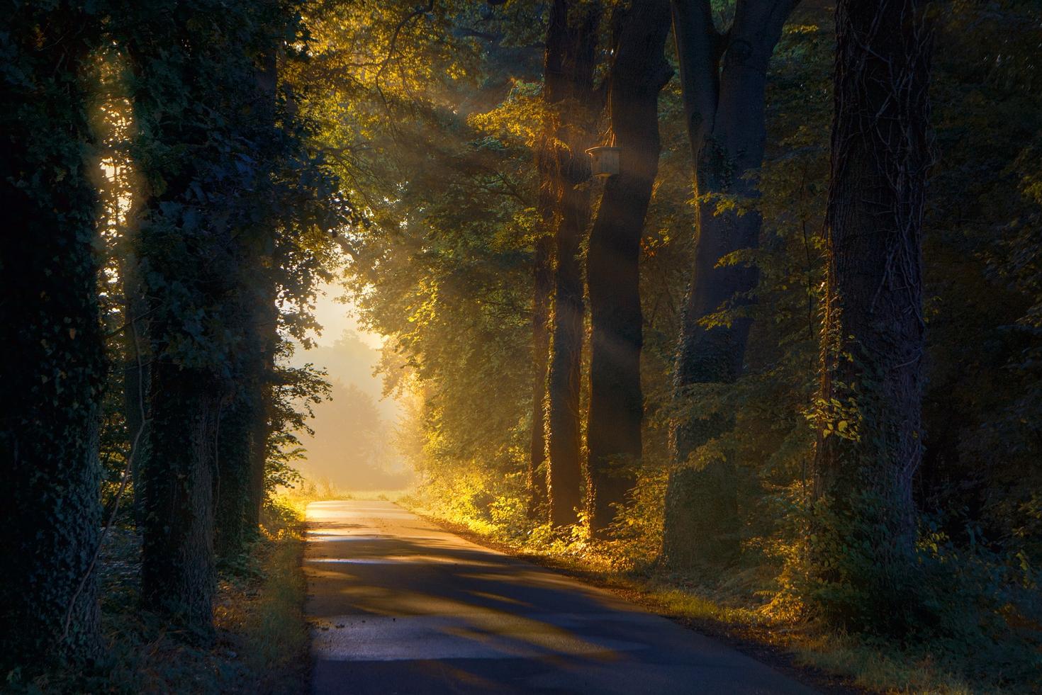 A forest path.